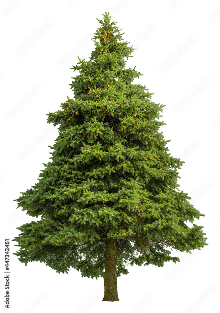 Cutout pine tree. Conifer isolated on white background. High quality clipping mask for professional composition. Evergreen tree. - obrazy, fototapety, plakaty 