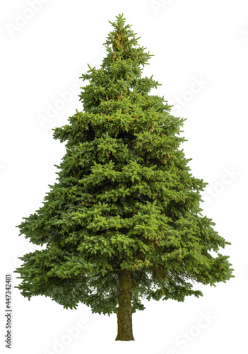 Fotografia Cutout pine tree