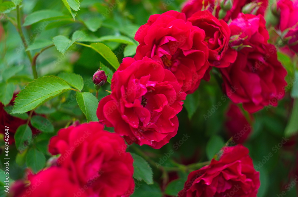 Beautiful fresh roses in nature. Natural background, large inflorescence of roses on a garden bush.