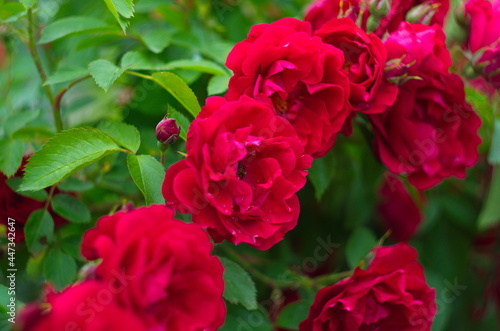 Beautiful fresh roses in nature. Natural background, large inflorescence of roses on a garden bush. © maria