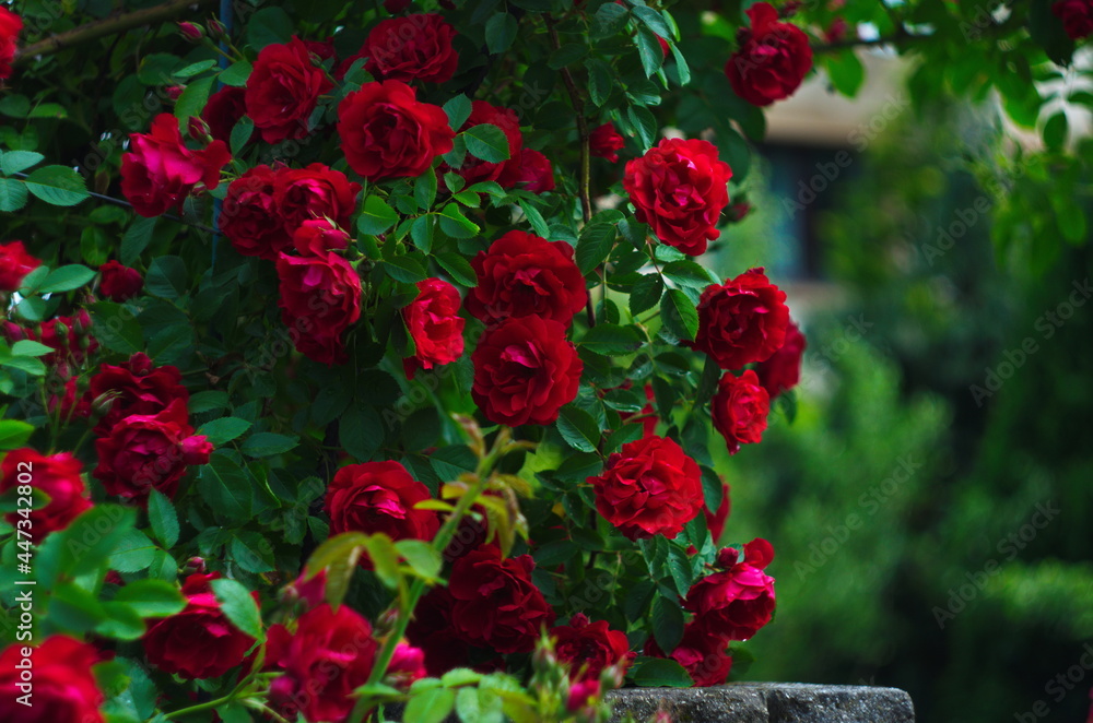 Fototapeta premium Beautiful fresh roses in nature. Natural background, large inflorescence of roses on a garden bush.