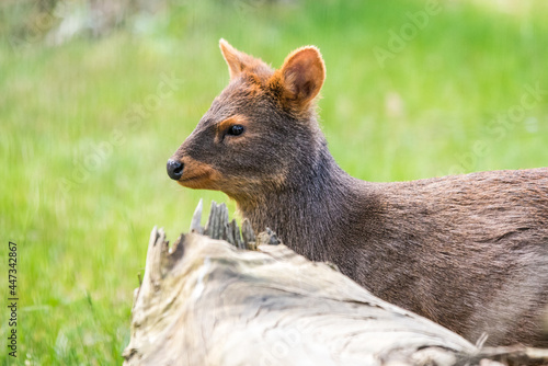 Chilean Pudu - Pudu puda is walking in Latvian zoo photo