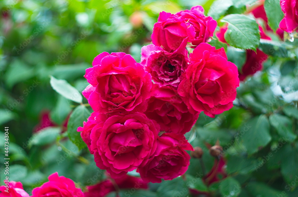 Beautiful fresh roses in nature. Natural background, large inflorescence of roses on a garden bush. Beautiful fresh roses in nature. Natural background, large inflorescence of roses on a garden bush.