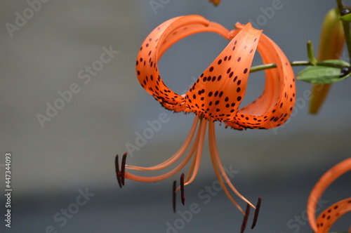 tiger lily
