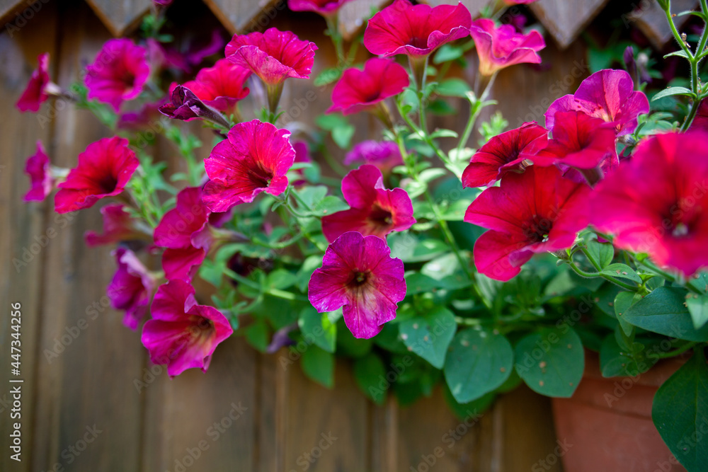 Close up Pink violet red Petunia Hybrida flower in a pot hanging at old brown wood background in garden as vertical background and template for copy space text.