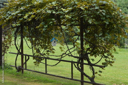 Grapevine with birdhouse