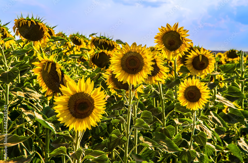 Obraz premium Agricultural field with flowering sunflowers.