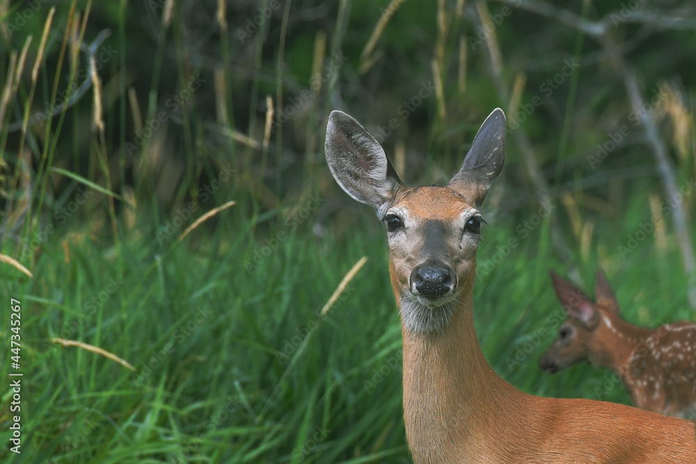 White-tailed Deer and its bambi, looking at camera White-tailed Deer and its bambi, looking at camera