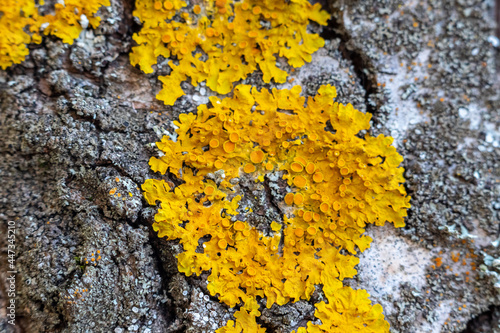 yellow lichen on tree bark