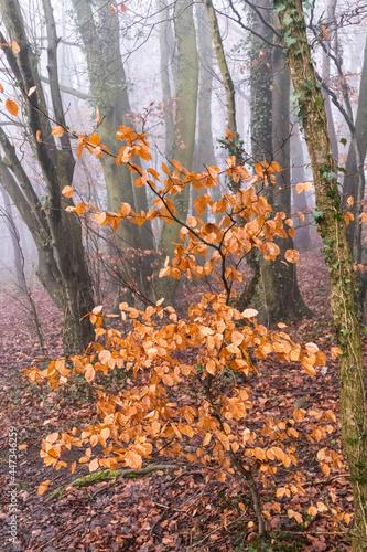Beech leaves in winter mist beside the Cotswold Way in Standish Woods, Gloucestershire UK