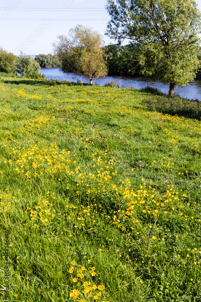 Fototapeta premium Buttercups flowering beside the Severn Way Long Distance Footpath at Wainlodes, north of Gloucester UK