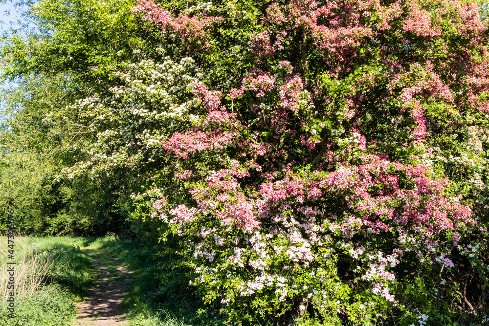 Different varieties of hawthorn in blossom at the Coombe Hill Nature Reserve near Wainlodes, north of Gloucester UK Different varieties of hawthorn in blossom at the Coombe Hill Nature Reserve near Wainlodes, north of Gloucester UK