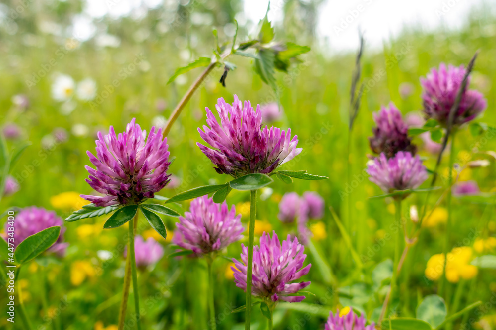 Dark pink flower. Red clover or Trifolium pratense inflorescence, close up. Dark pink flower. Red clover or Trifolium pratense inflorescence, close up.