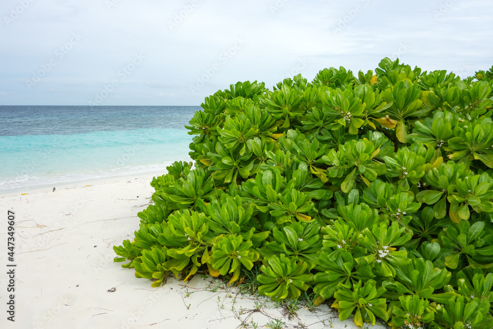 Maldivian island. Paradise in tropics beautiful beach and tropical sea
