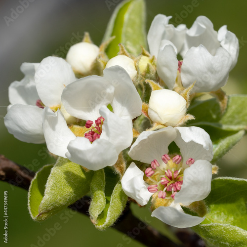 Common pear  Pyrus domestica