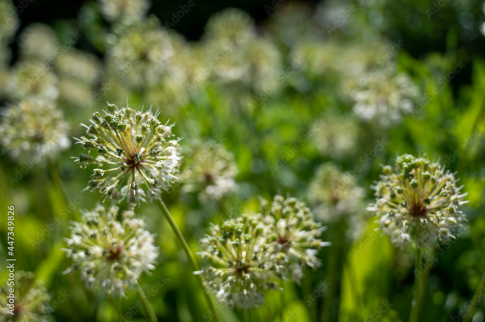 Allium, „Victorialis“, with white flowers, grows in southern Europe, the Caucasus, Siberia, China, Japan Allium, „Victorialis“, with white flowers, grows in southern Europe, the Caucasus, Siberia, China, Japan