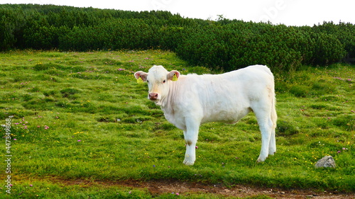 Kalb auf der Weide photo