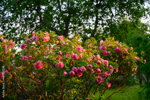 Fototapeta Naklejka Na Ścianę i Meble -  The setting sun shines on the park rose in the garden
