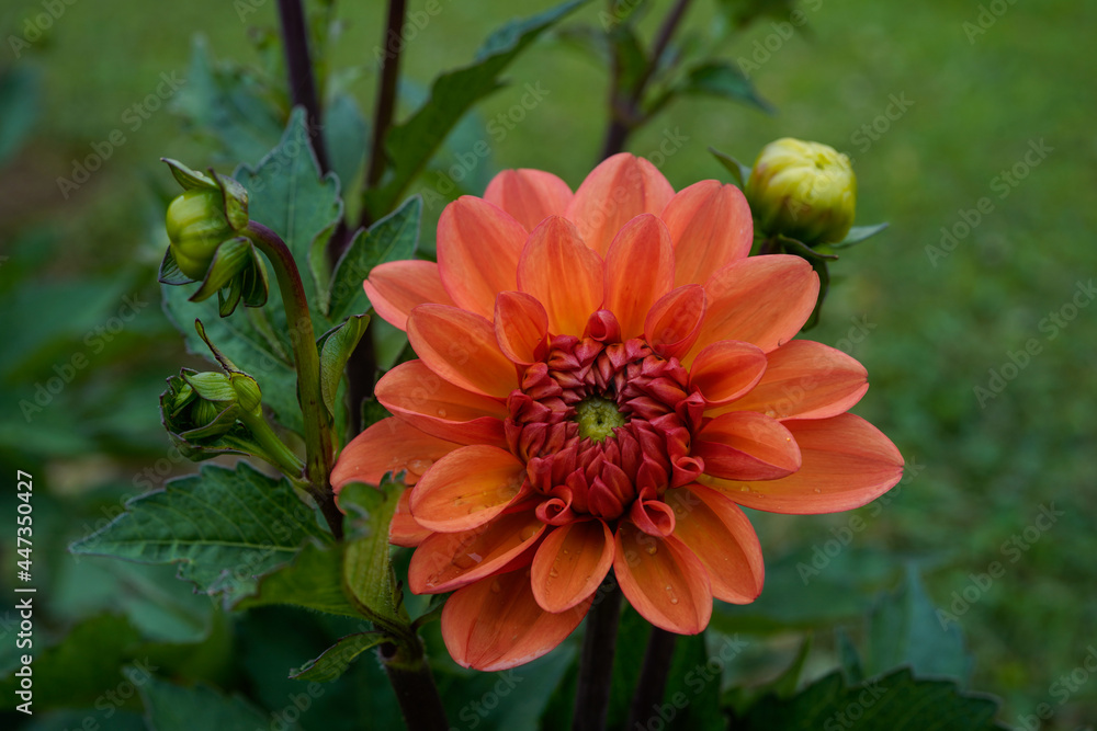Beautiful, bright orange dahlia blooming in a field. Orange flower. Beautiful, bright orange dahlia blooming in a field. Orange flower.