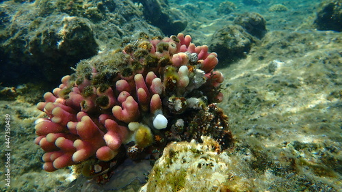 Stony coral Hood coral or Smooth cauliflower coral (Stylophora pistillata) undersea, Red Sea, Egypt, Sharm El Sheikh, Nabq Bay photo