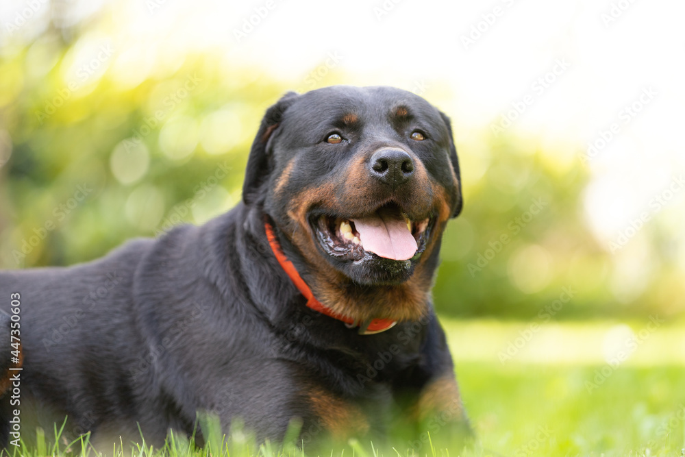 Rottweiler perro en césped ambiente amable femia mascota familiar, cánido boca abierta Rottweiler perro en césped ambiente amable femia mascota familiar, cánido boca abierta