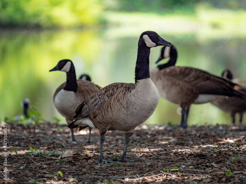 Fototapeta premium Canadian goose on a pond