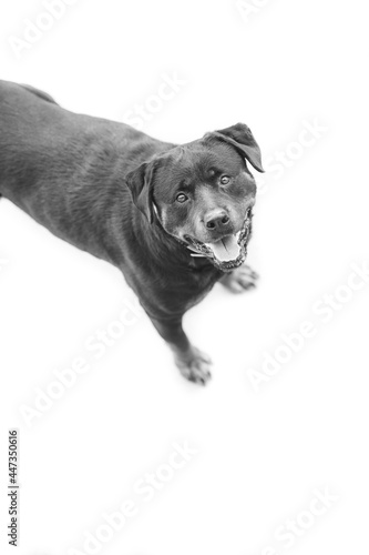 Fototapeta Naklejka Na Ścianę i Meble -  Rottweiler perro en césped ambiente amable femia mascota familiar, cánido boca abierta