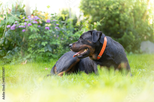 Rottweiler perro en césped ambiente amable femia mascota familiar, cánido boca abierta © Miguel