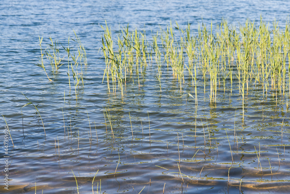 Coastal grass waving on wind. Natural background photo Coastal grass waving on wind. Natural background photo