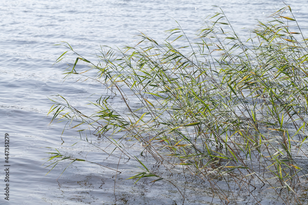 Fototapeta premium Coastal reed waving on wind on a daytime. Natural background