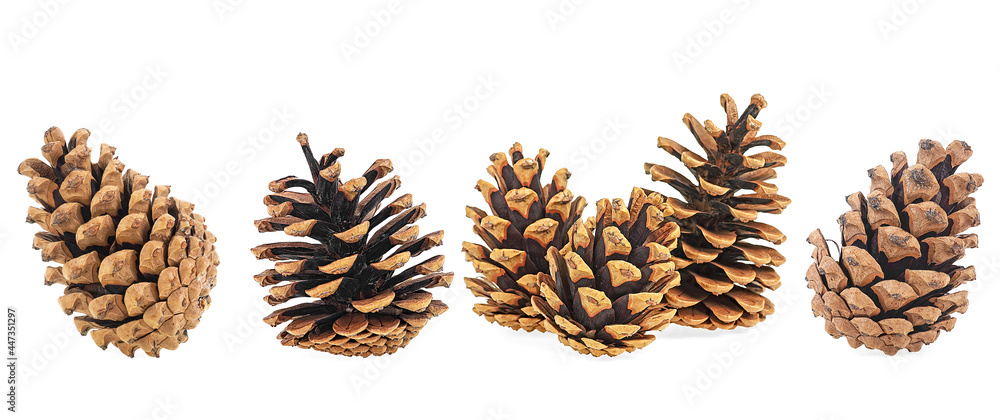 Set of pine cones isolated on a white background. Christmas decoration. - obrazy, fototapety, plakaty 
