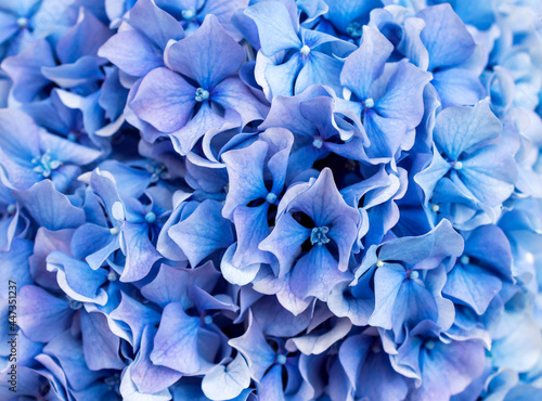 Macro photo of hydrangea blue flowers. Abstract background.
