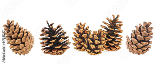 Set of pine cones isolated on a white background. Christmas decoration.