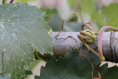 riccioli di piante di vite