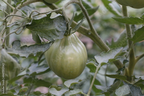 piante di pomodoro con frutti verdi acerbi