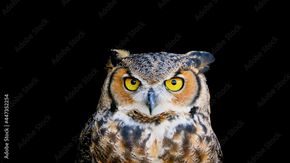 screeching owl close-up on black background screeching owl close-up on black background