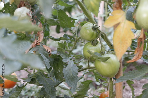piante di pomodoro con frutti verdi acerbi