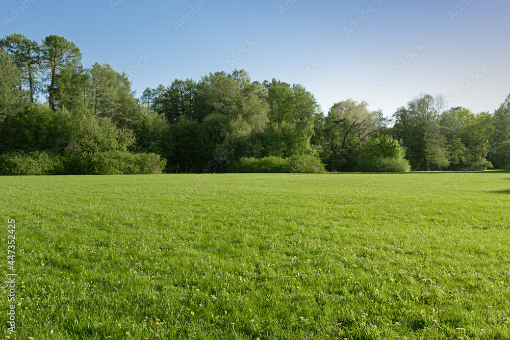 green panorama of forest and fields on a clear sunny day, summer natural landscape, nature background