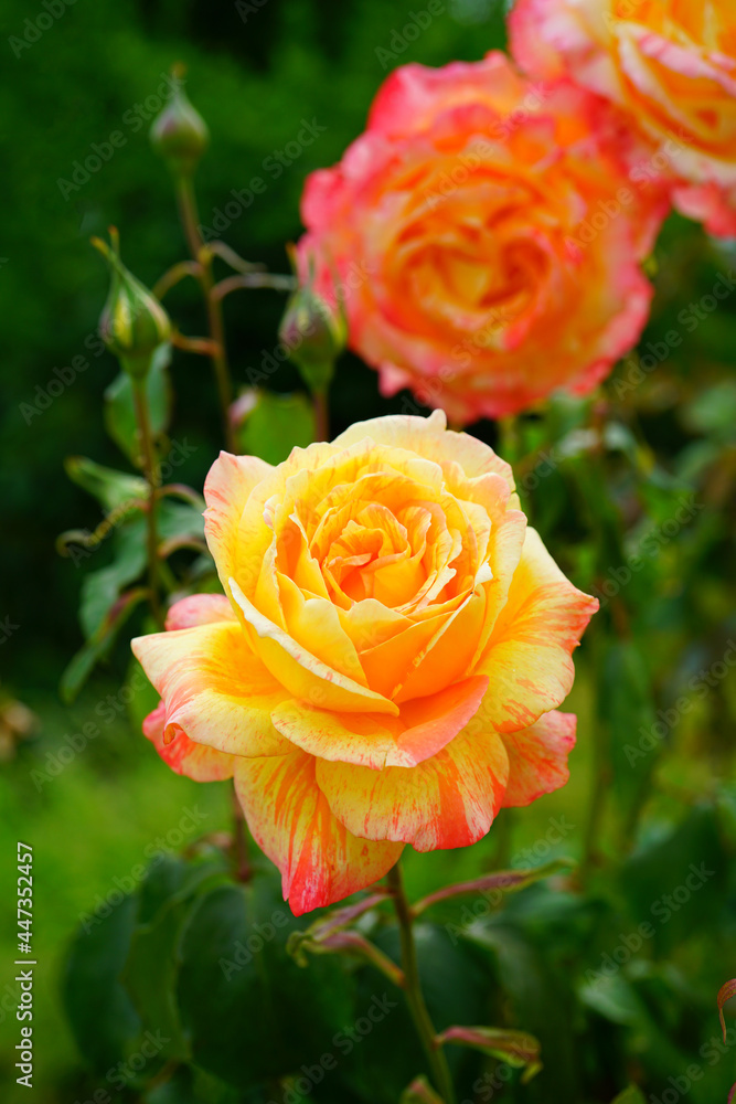 Pink yellow orange Marvelle (tropical sunset) rose flower growing in the garden Pink yellow orange Marvelle (tropical sunset) rose flower growing in the garden