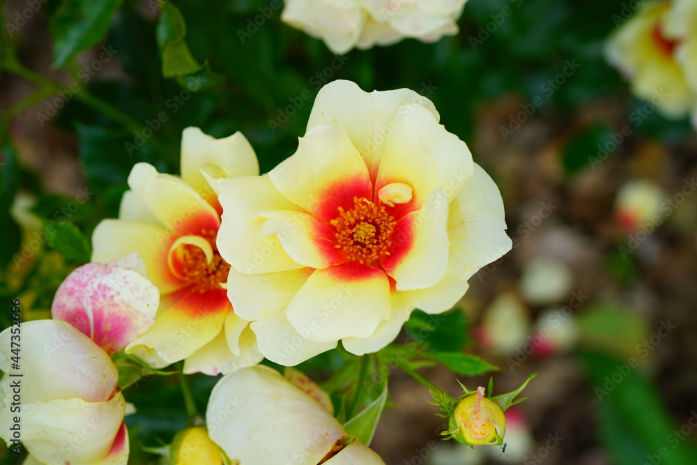 Yellow and orange Glorious Babylon Eyes rose flower growing in the garden Yellow and orange Glorious Babylon Eyes rose flower growing in the garden