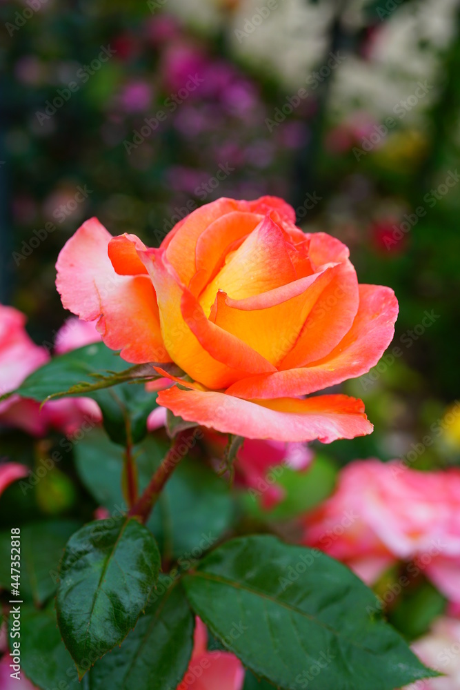 Michel Desjoyaux orange pink rose Michel Desjoyaux orange pink rose