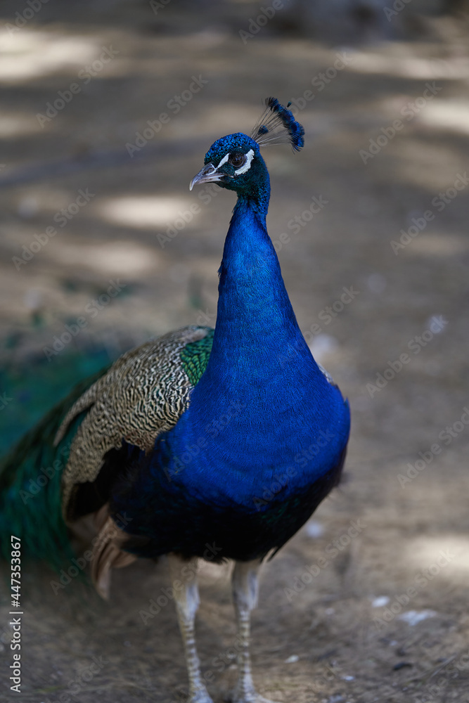 Colorful peacock looking to the left Colorful peacock looking to the left