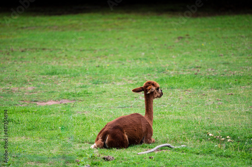 Wallpaper Mural Alpaca from rear Torontodigital.ca