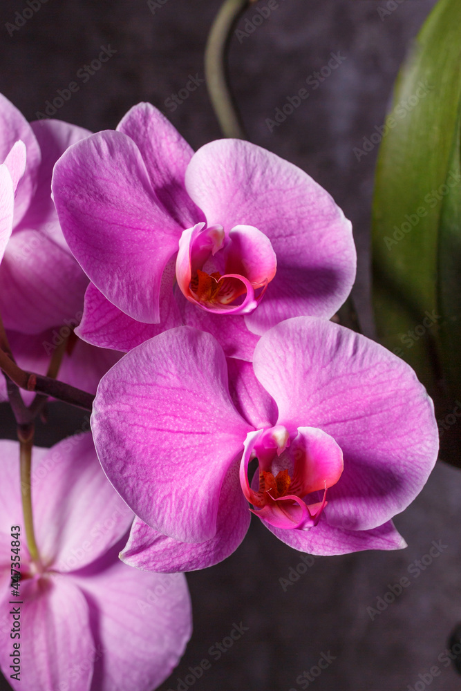 Naklejka premium beautiful purple Phalaenopsis orchid flowers.Spring bloom of a variety of orchids. Pink yellow white purple orchids. selective focus.Beautiful floral background