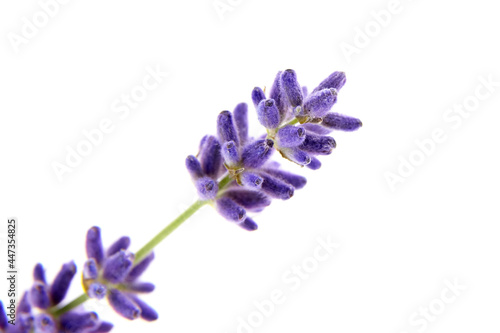 Fresh lavender flower isolated on white background, macro © mikeosphoto
