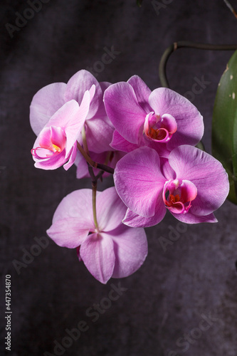 Fototapeta Naklejka Na Ścianę i Meble -  beautiful purple Phalaenopsis orchid flowers.Spring bloom of a variety of orchids. Pink yellow white purple orchids. selective focus.Beautiful floral background