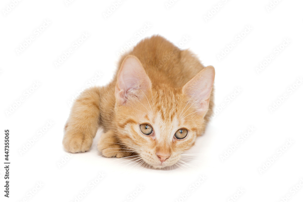 Small red kitten of 3 months Small red kitten of 3 months