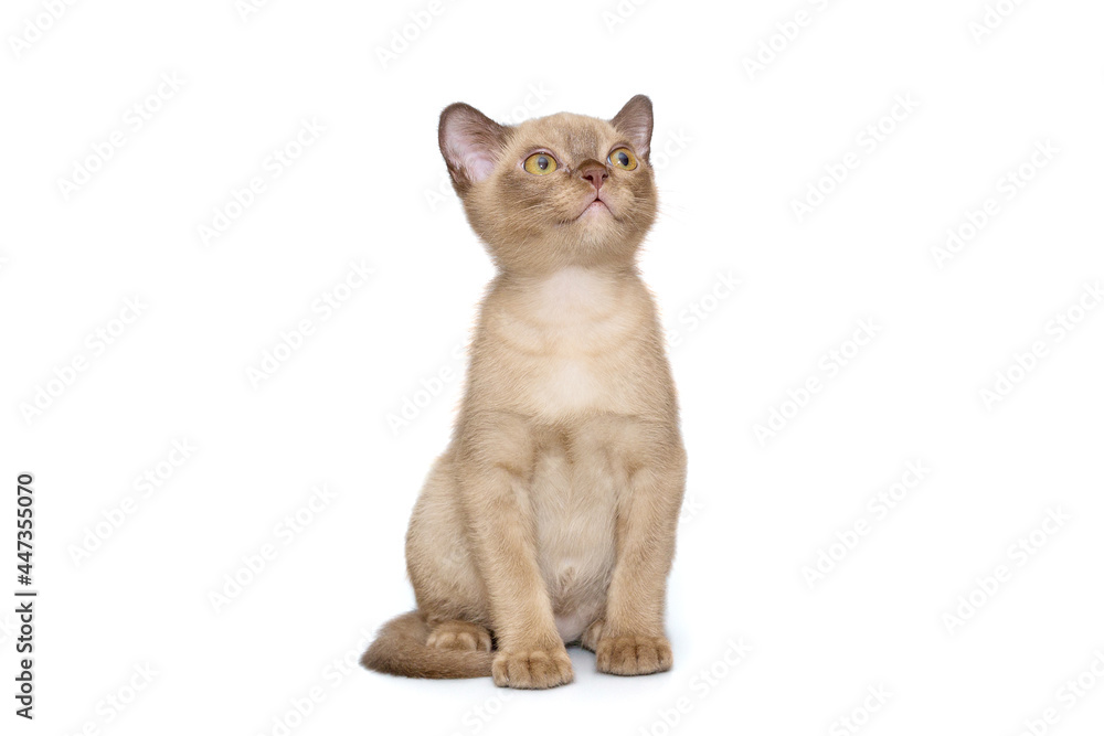 Beautiful young kitten of the European Burmese