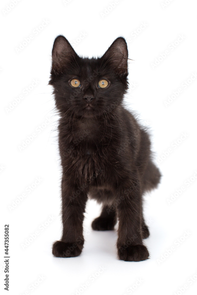 Small black kitten of 3 months