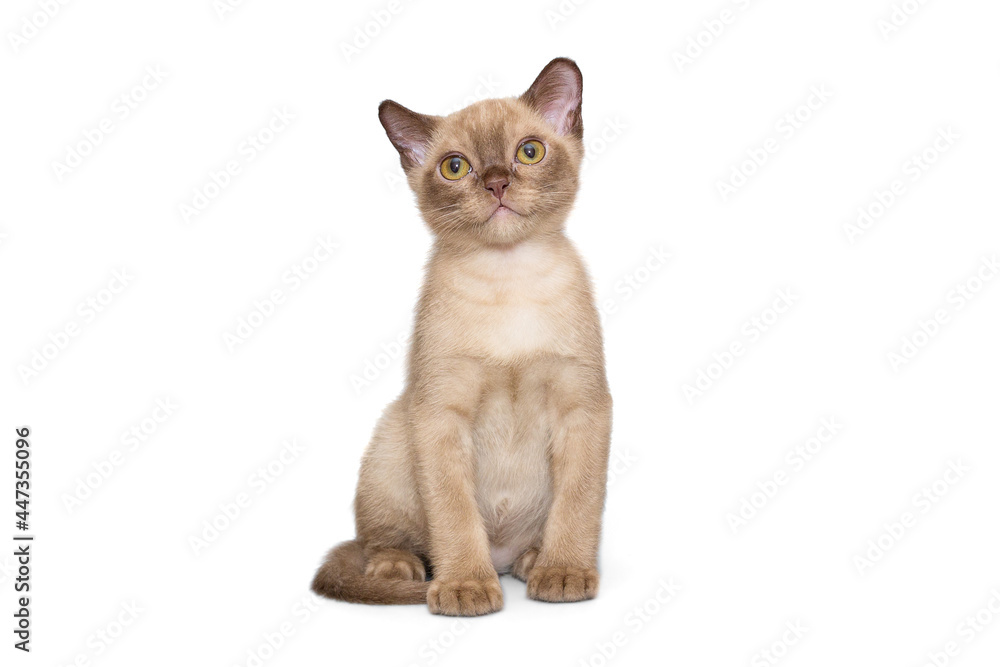 Beautiful young kitten of the European Burmese